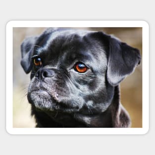 "Pug Mug" Sticker